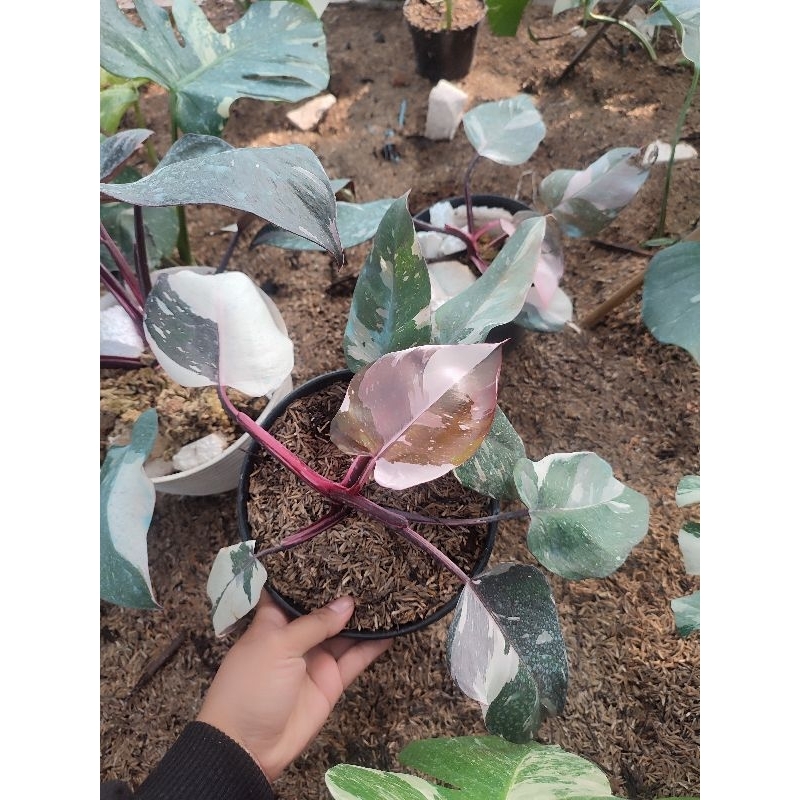 philodendron anderson