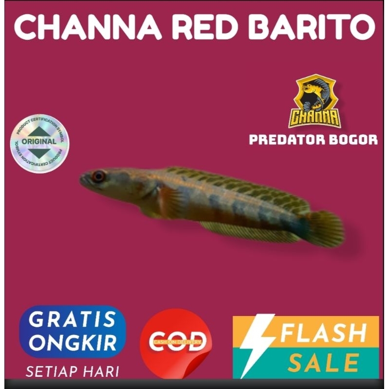 Channa Cana chana red Barito original hiasan aquarium 5-7cm