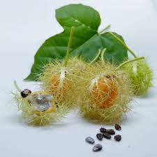 10 biji benih bibit buah  markisa mini