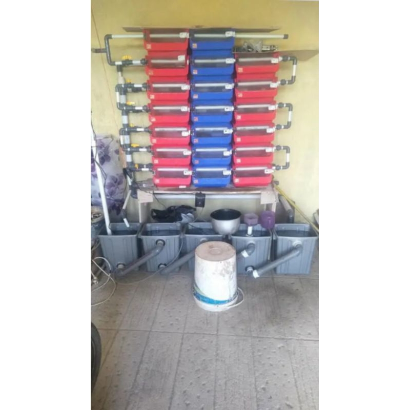 Paket Crab house pemula 30 box + filtrasi