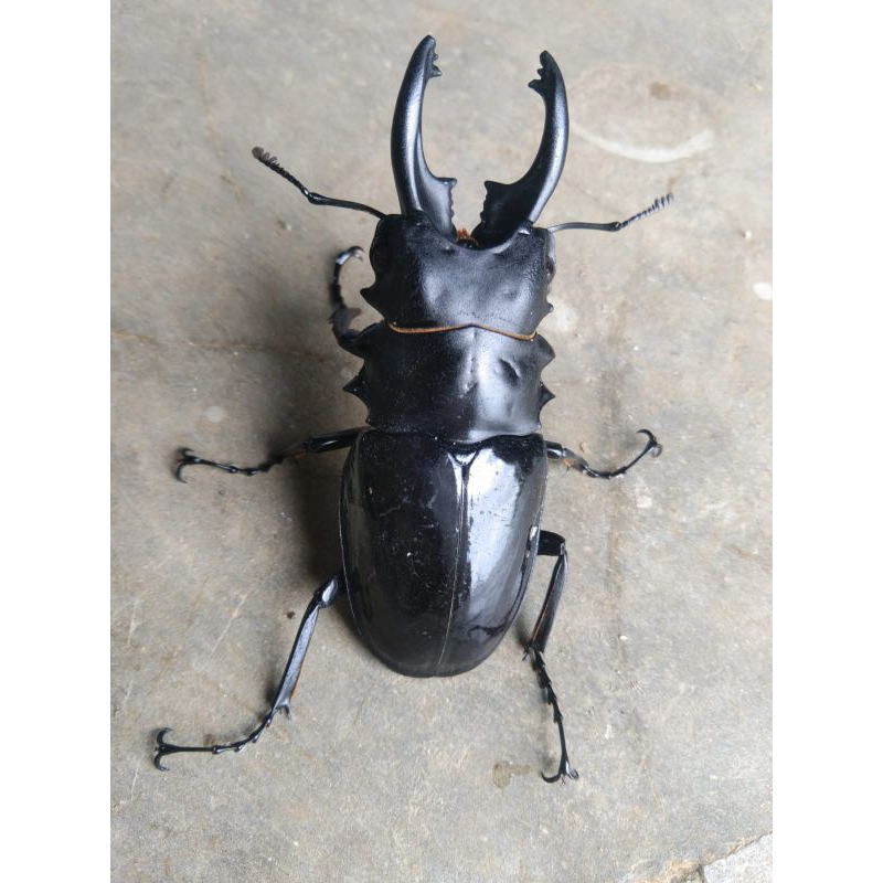 Kumbang capit hidup odontolabis bellicosa