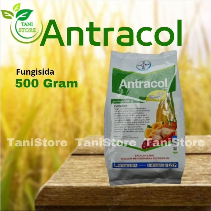 ANTRACOL 70WP_Mengendalikan Penyakit Pada Tanaman_Fungisida