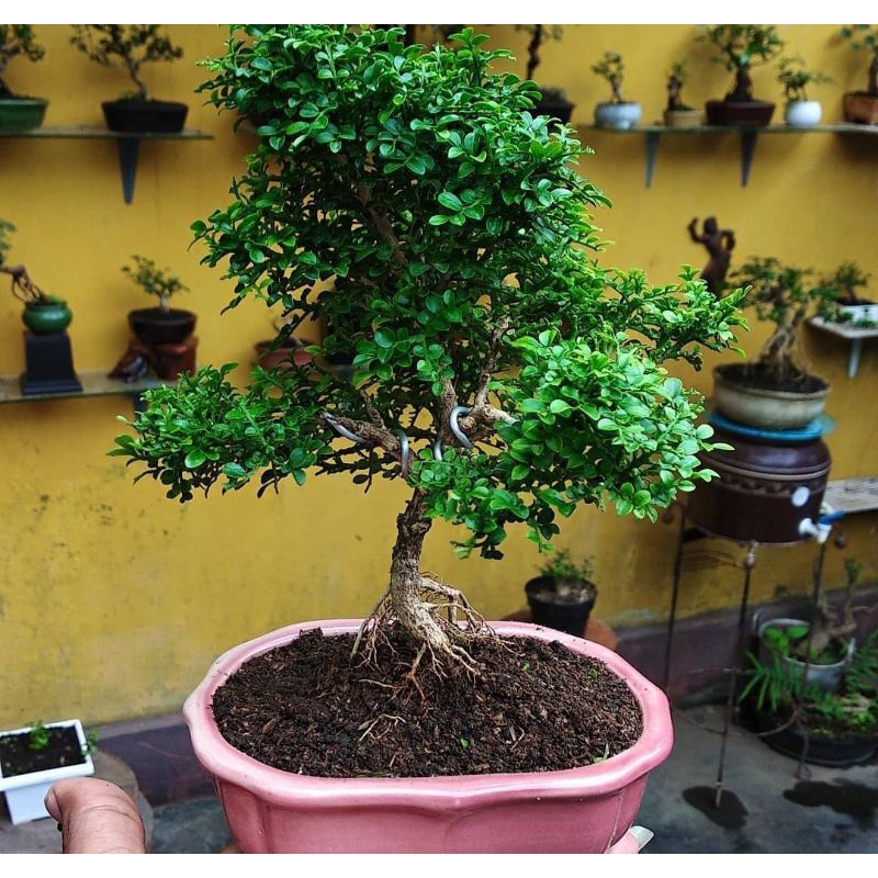 Kemuning super micro/ Bahan bongsai