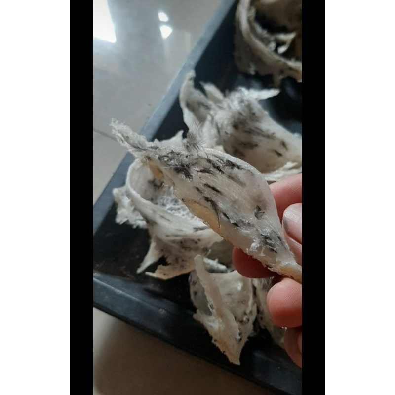 

Sarang Walet patahan besar (kotor harga per gram)