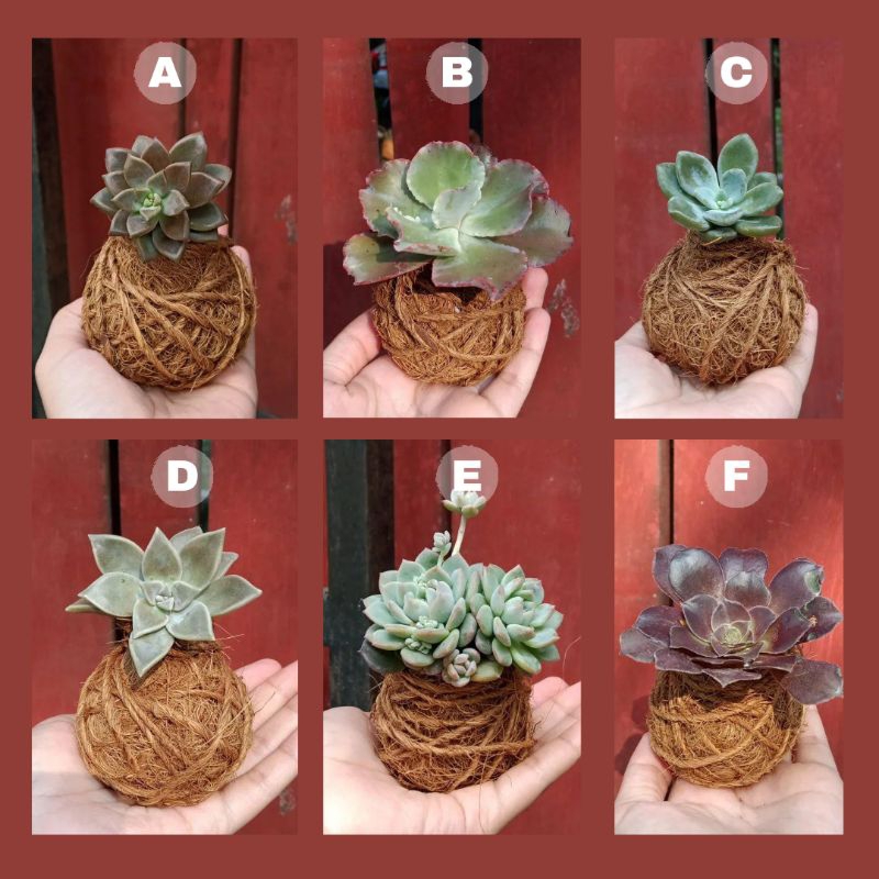 kokedama sukulen kecil