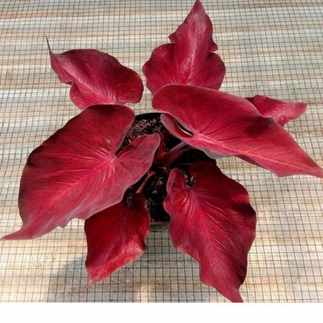 !!HOT SALE !!! Keladi Ang gur Merah Super Murah // Anakan Keladi Ang gur Merah // caladium red grape
