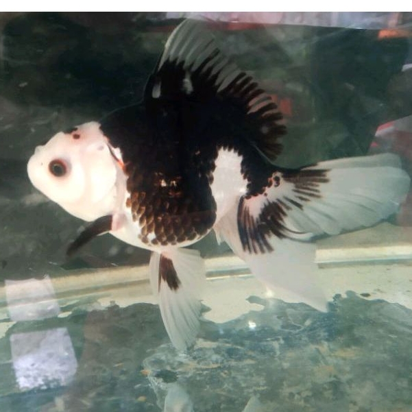 

ikan koki oranda panda