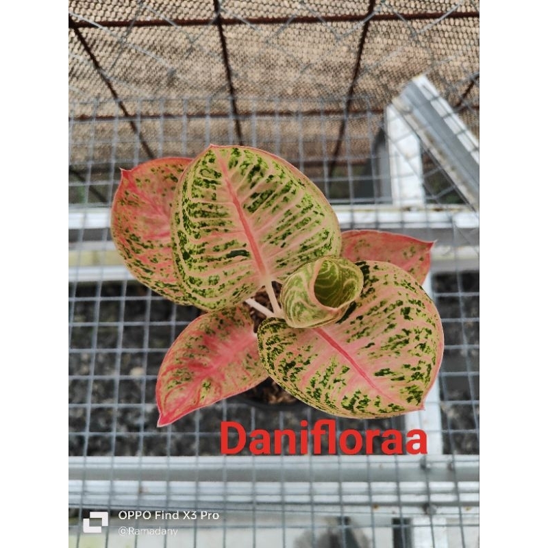 Aglonema Legacy Mangkok Spesial