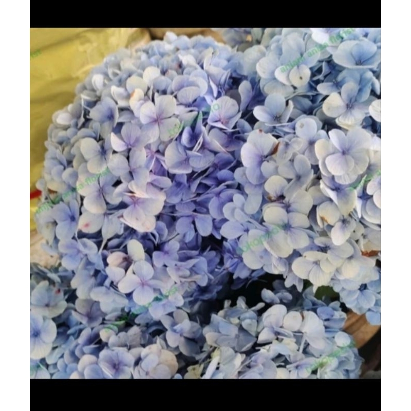 bunga hydrangea/bunga asli
