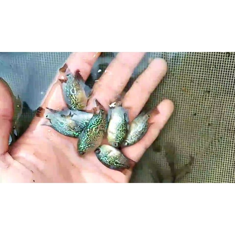 BURayak lohan golden base