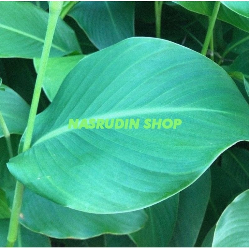 

DAUN GANYONG SEGAR / DAUN GONYONG / DAUN SEBE