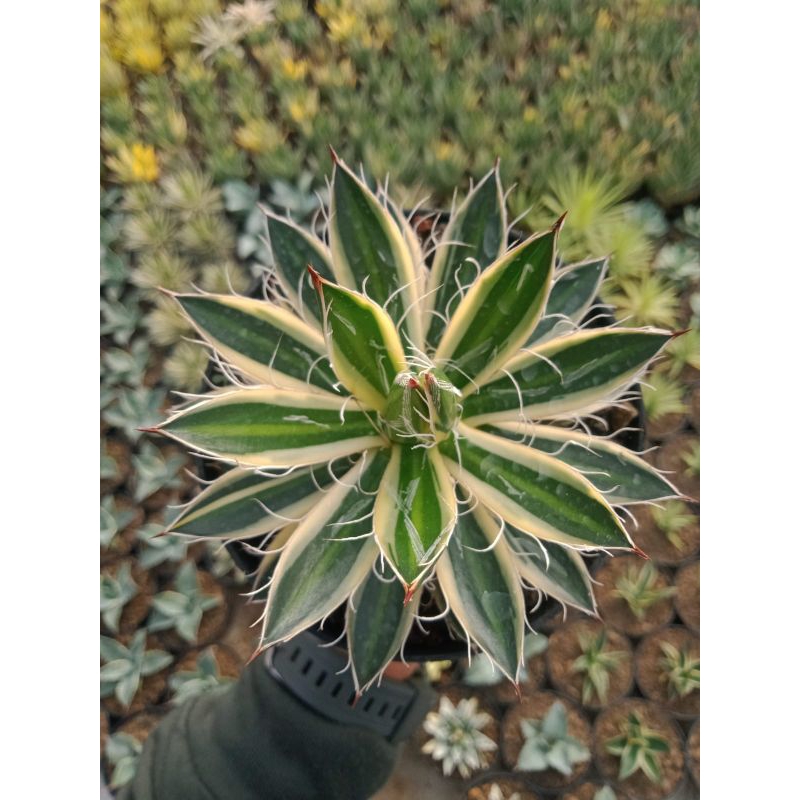 Agave - Filifera Variegata