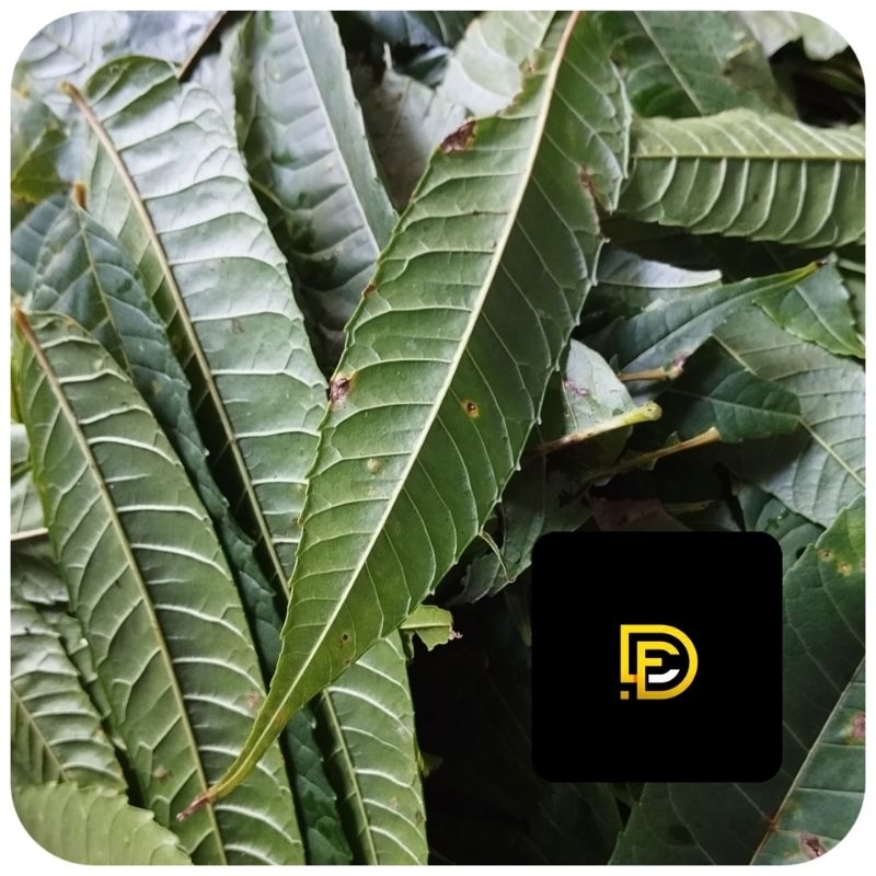 

Daun surian segar daun suren segar 500 gram-az