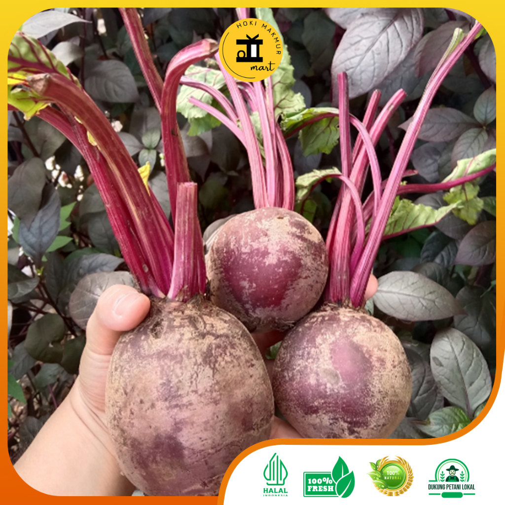 

[ LUAR KOTA] BUAH BIT MERAH PREMIUM | BEST QUALITY BEETS | BUAH BEETS | BEETS ROOTS | BUAH BIT 1 KG | BUAH BIT 500 GRAM | PREMIUM RED BEETS | BUAH | BUAH PREMIUM | BUAH PENAMBAH DARAH | BIT