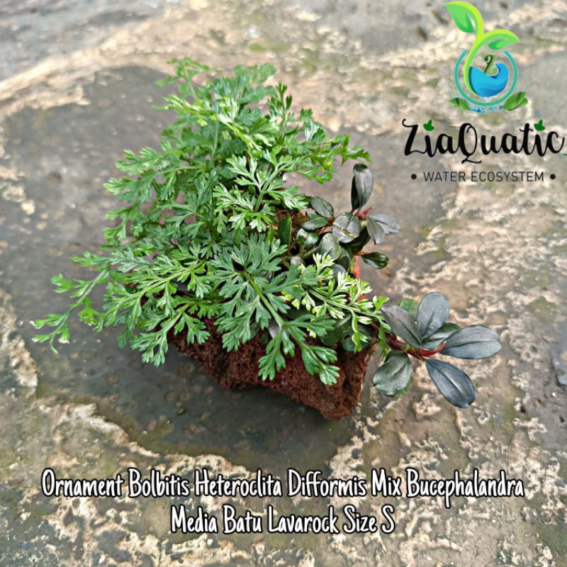 Ornament Bolbitis Heteroclita Difformis Mix Bucephalandra Media Batu Lavarock Size S - Aquascape Pal