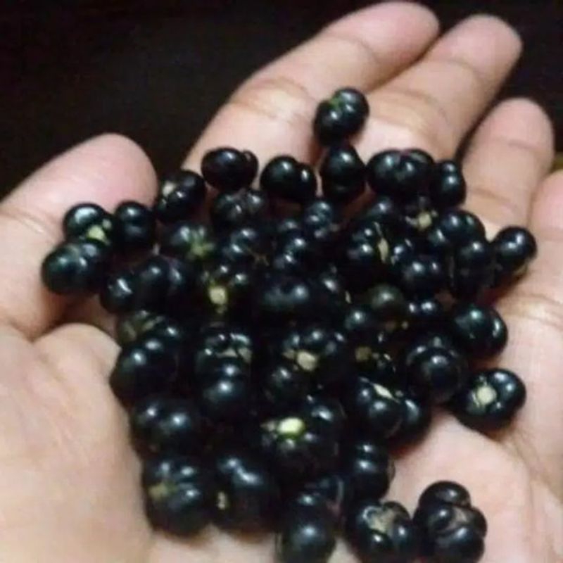 Buah angkung segar 200biji + bonus bibit