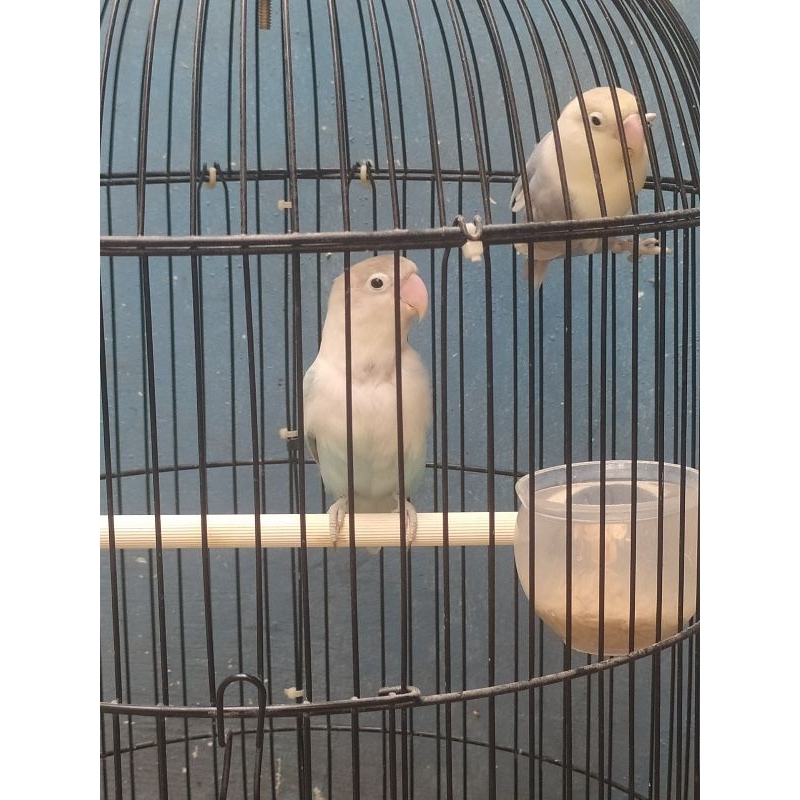 Lovebird Pasangan Produksi Blue Ice x BS. Violet Usia : 11 Bulan