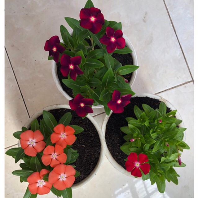 Bunga Vinca (minimal 5 polibek bonus 1 polibek)