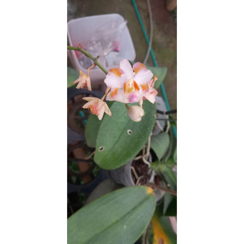 anggrek doritis hybrid dewasa siap spike