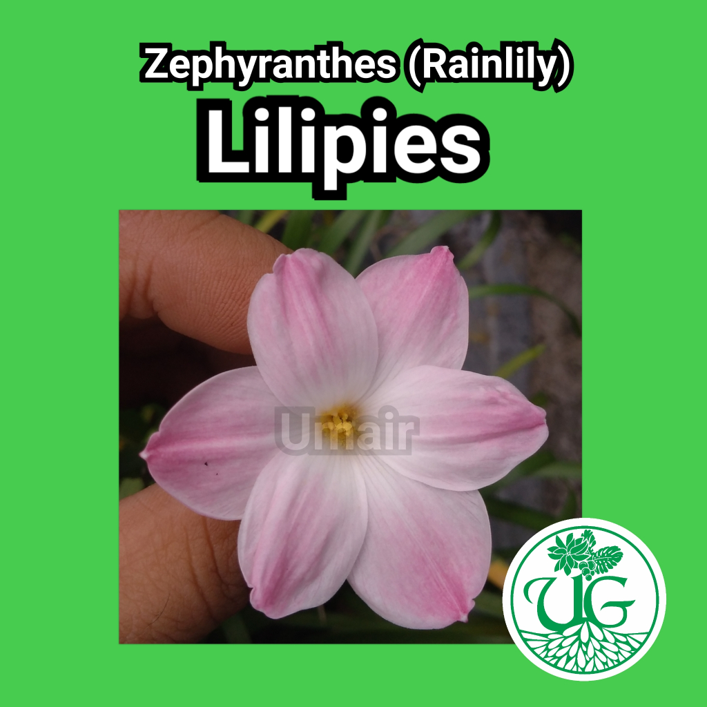 Umbi zephyranthes Lilipies( zephyranthes / Rain lily )
