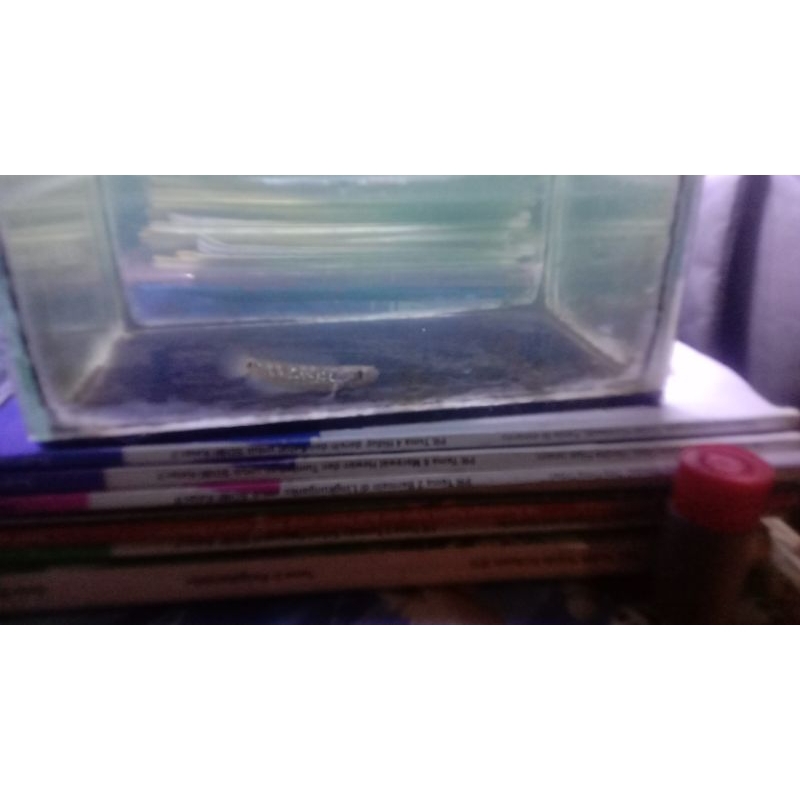 

asiaticaWs.Size5-6cm.Gondrong