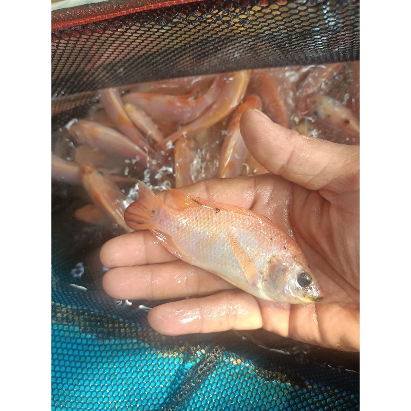 Nila merah bangkok monosex