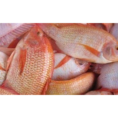 

NILA MERAH SEGAR 500 GRAM
