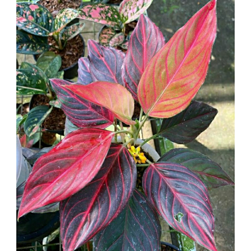 Aglonema Rotundum Merah Istimewa - Tanamanhias aglonema Rotundum