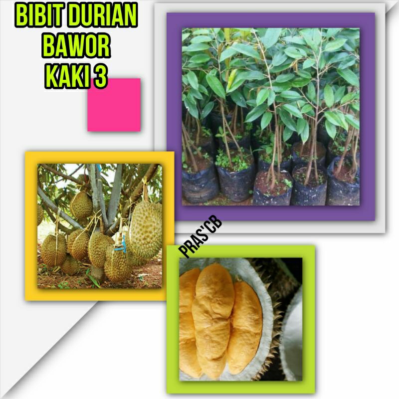 Bibit durian bawor kaki 3