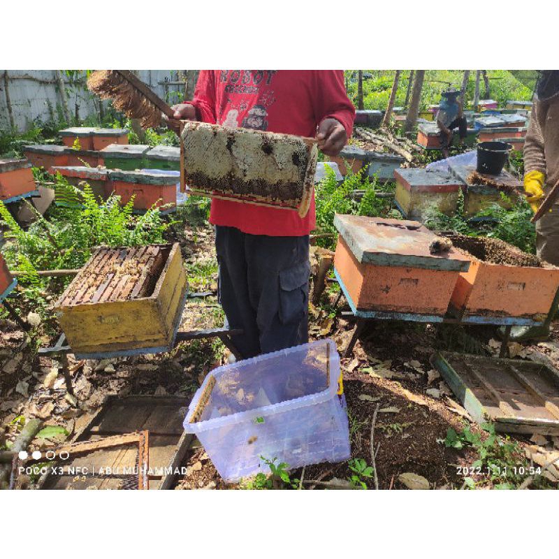 MADU Hutan Akasia Crassicarpa Riau Lebah Apis Melifera 500 gr bonus 200 gr