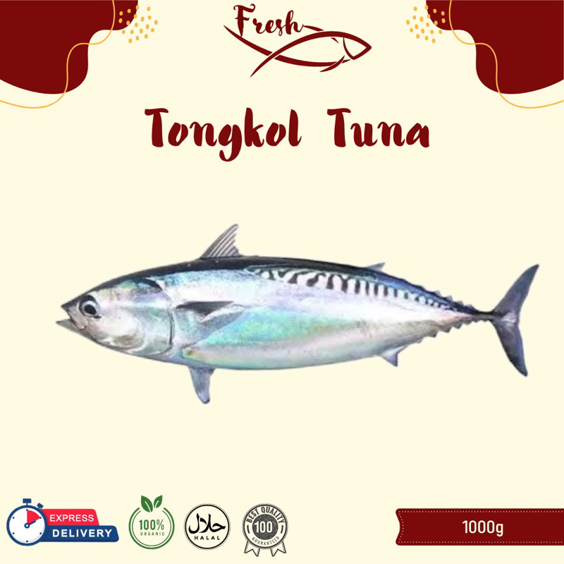 

IKAN TONGKOL TUNA/TONGKOL BATIK FRESH 1kg