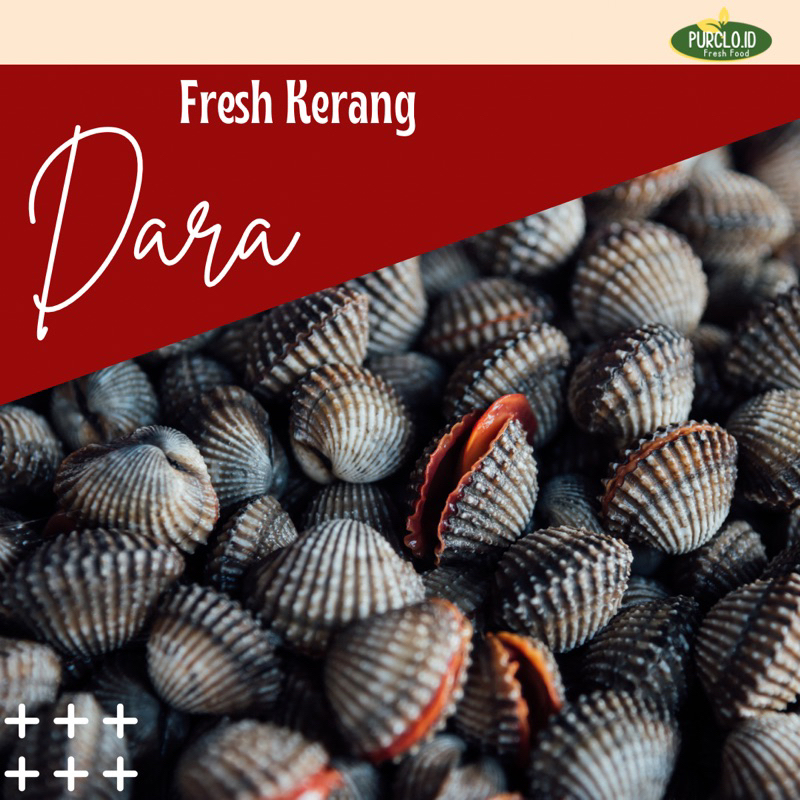 

kerang dara / ijo / bambu / simping / madu / tahu / batik / hijau fresh bandung