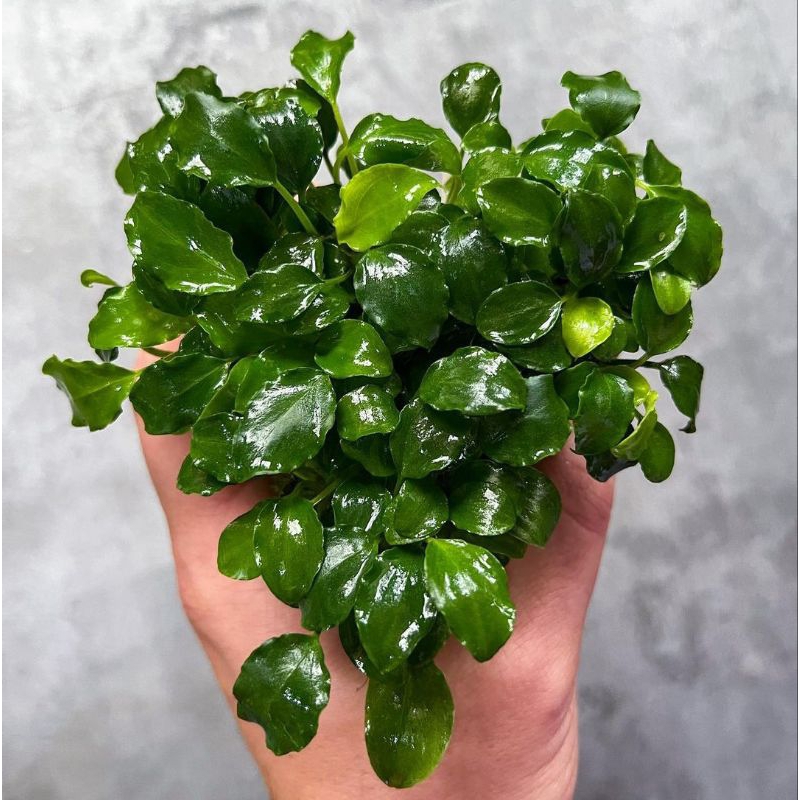 Schismatoglottis_prietoi