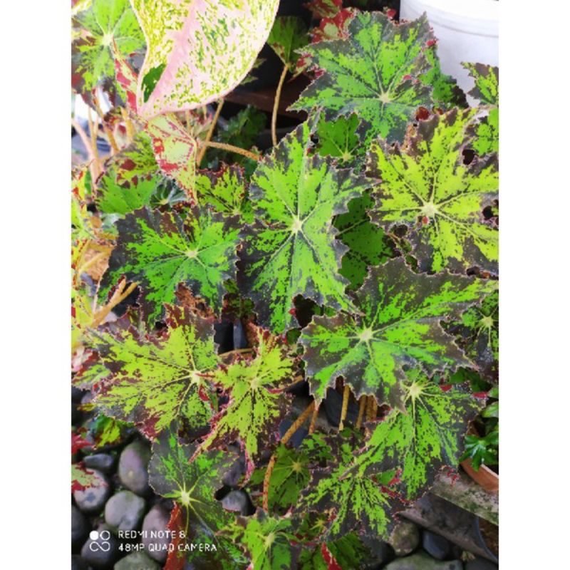 Tanaman begonia bintak rimbun