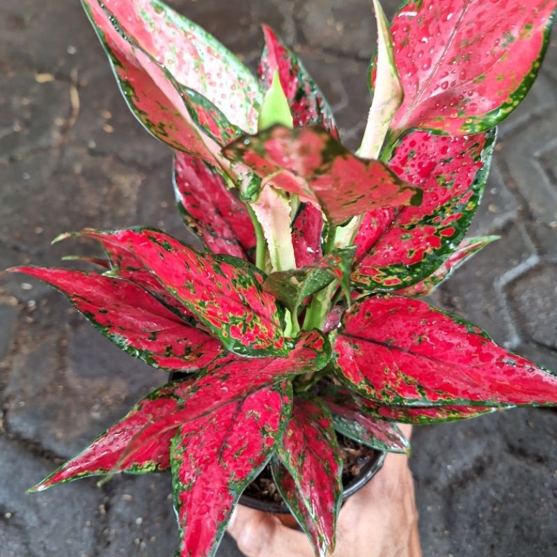 aglonema red king rumpun