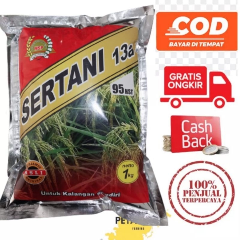 Benih Padi Sertani 13A hasil terbanyak