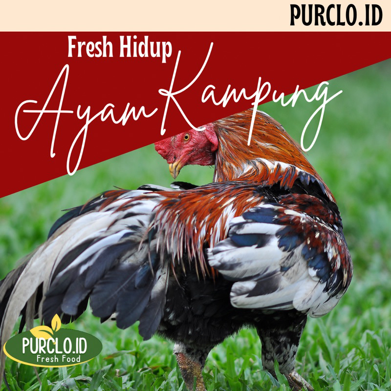 

ayam kampung besar hidup bandung