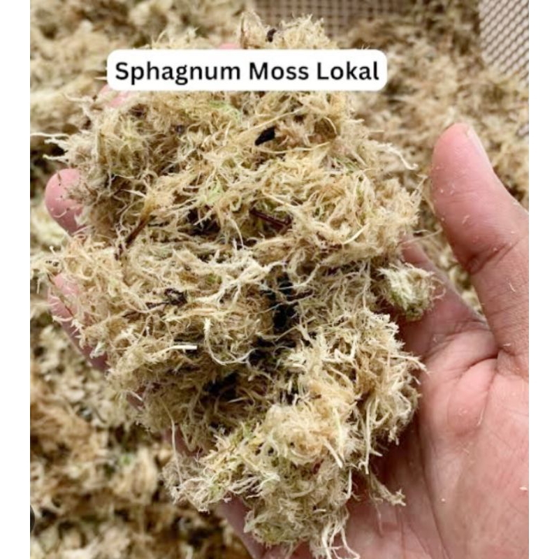 

Spagnum moss (tempat media tanam) 500 gram