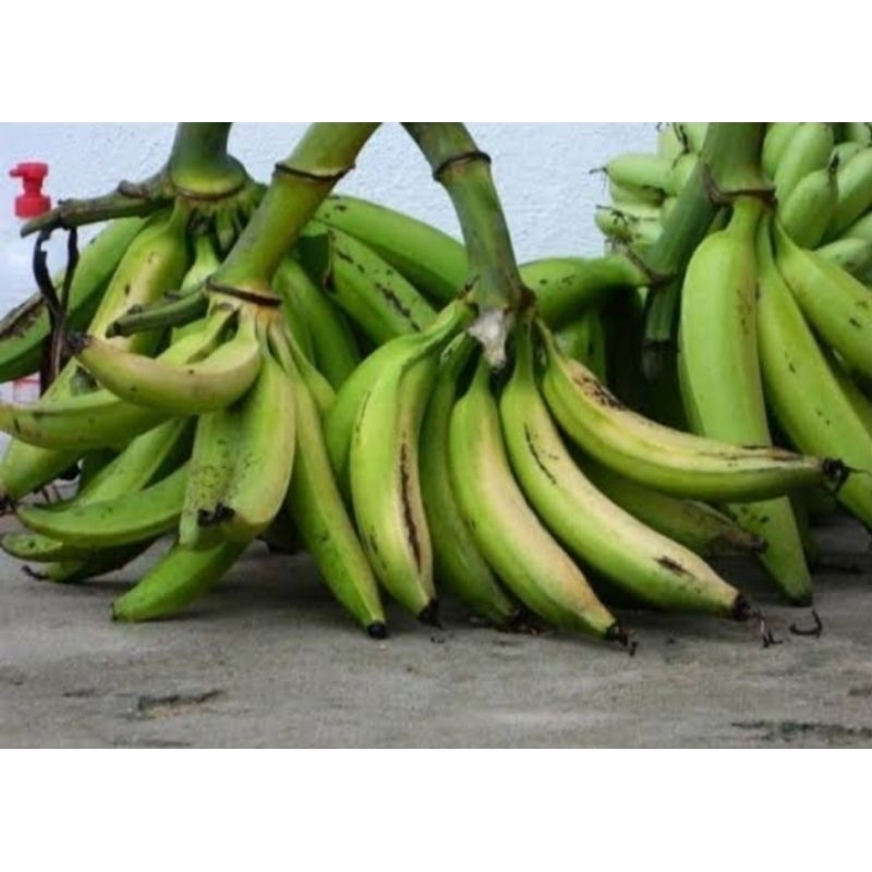 

PISANG TANDUK/ PISANG JANENG Segar jual perkg