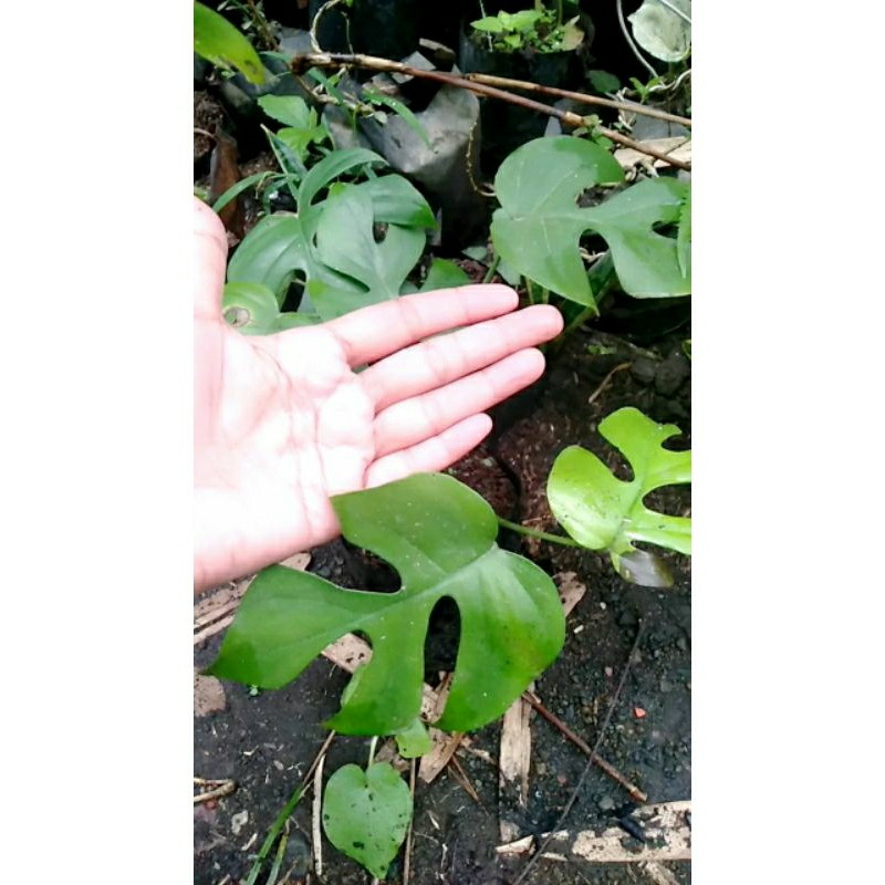 monstera rhaphidophora / monstera mini