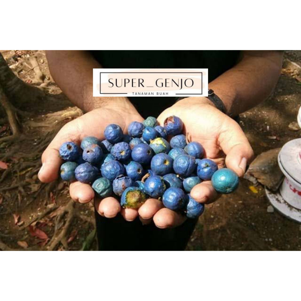 Bibit Jenitri Unggul Super