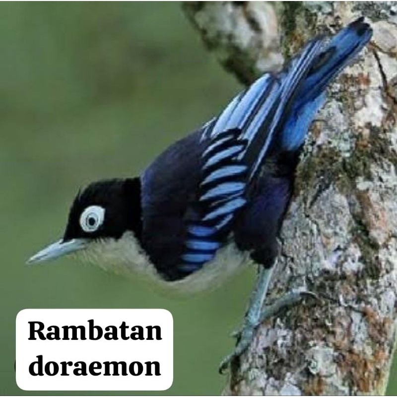 RAMBATAN DORAEMON MR