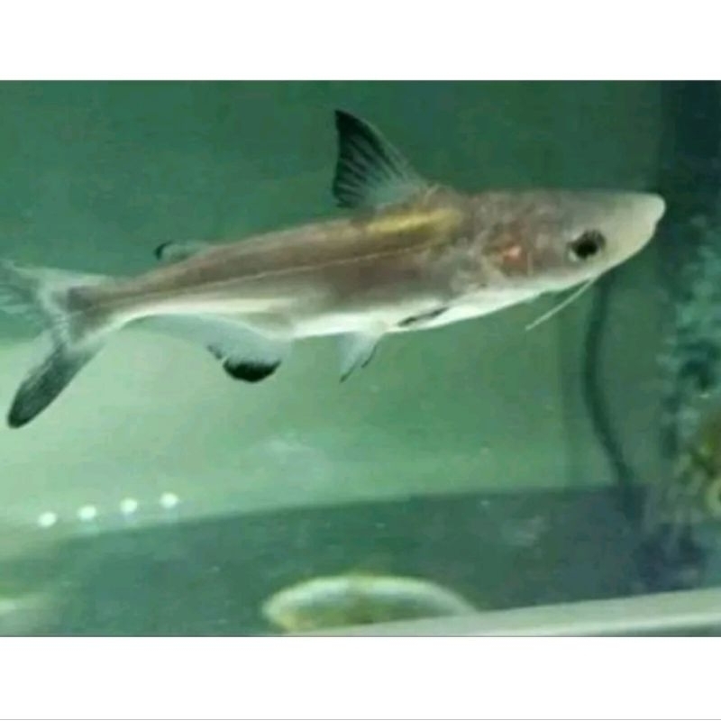 Gengiskhan hiu air tawar (GK) 9-13cm bonus pelet