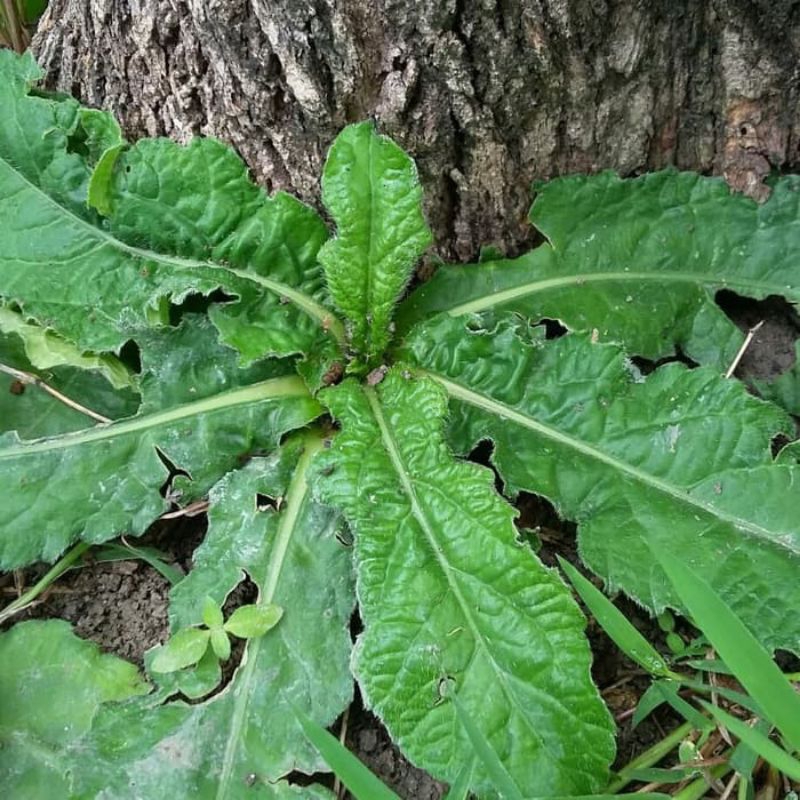 Bibit Tapak Liman Pohon Tanaman Herbal Daun