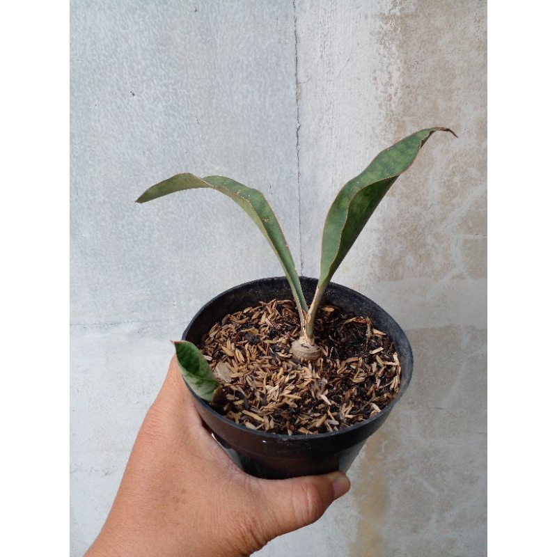sansevieria sudwala caves