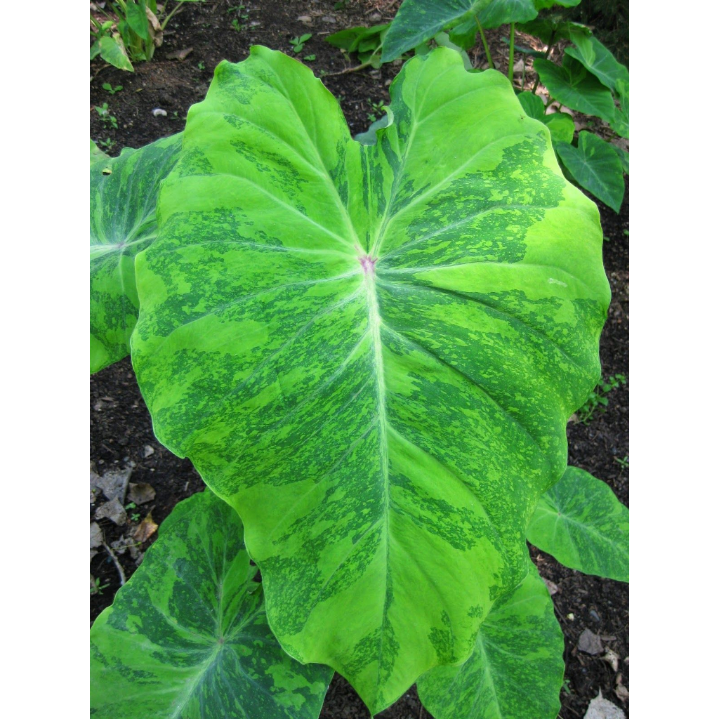 Tanaman Hias Colocasia midori sour