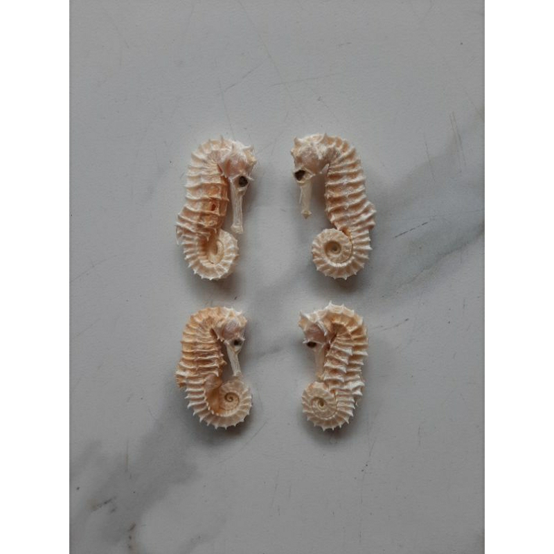 

KL HAI MA KERING SUPER HERBAL OBAT KESUBURAN PRIA WANITA / HAI MA 1PCS