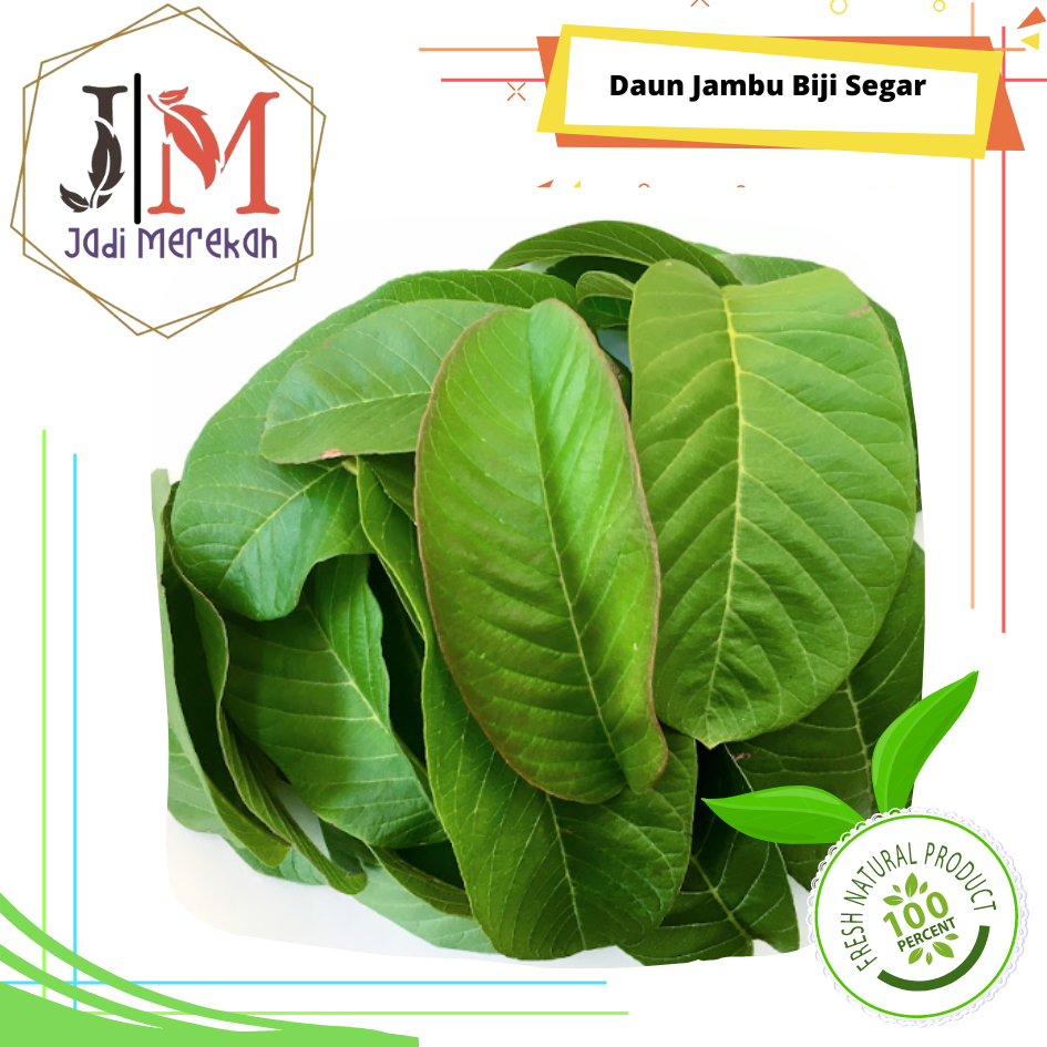 

[JM SoFresh] - 2 Lembar Daun Jambu Biji Segar