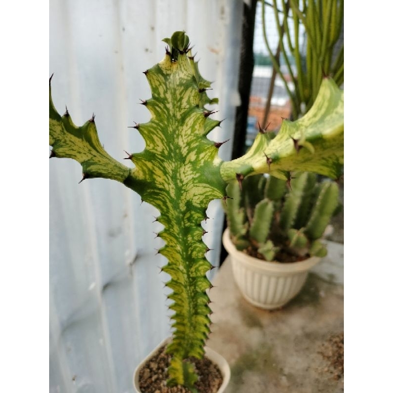 Euphorbia Mayunarthanii Varigata