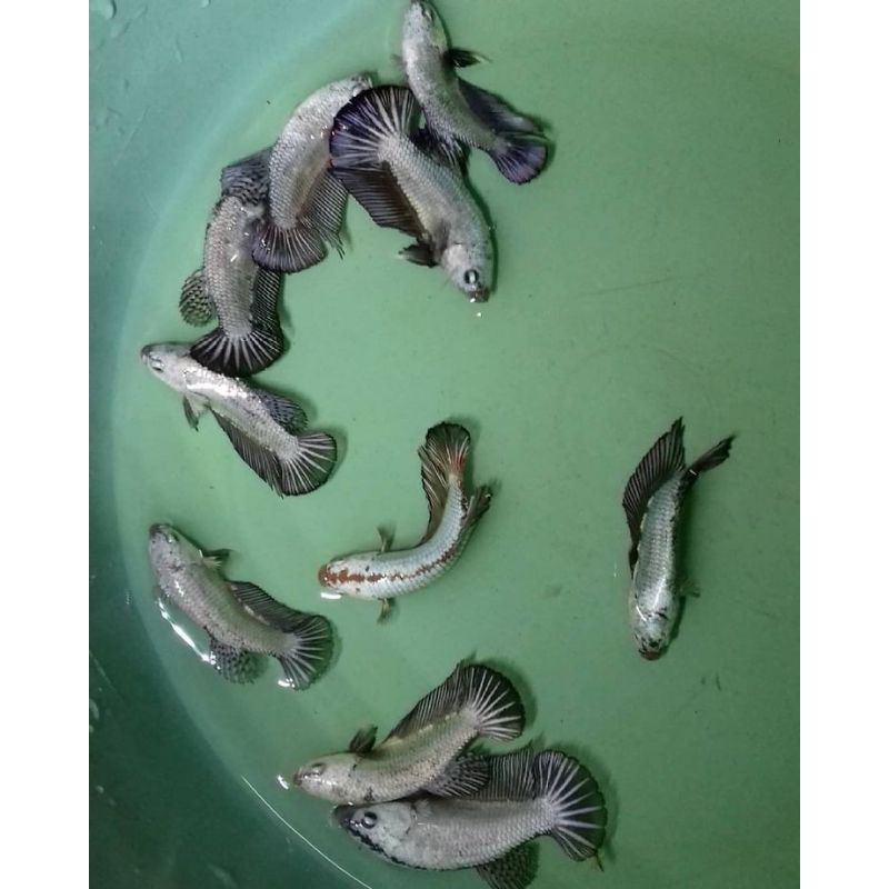 PK BLACK COPPER HMPK